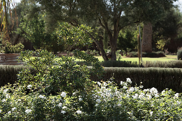 Dar Zitouna Garden Bush dar-zitouna-garden-bush