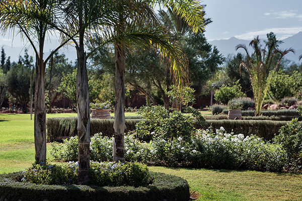 Dar Zitouna Trees dar-zitouna-trees